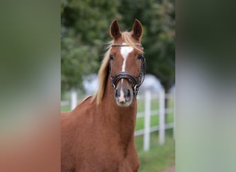 Duitse rijpony, Ruin, 7 Jaar, 150 cm, Vos