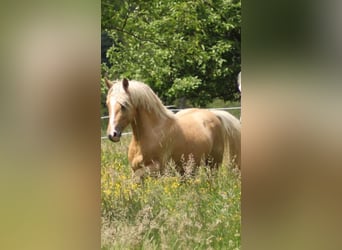 Duitse rijpony, Ruin, 7 Jaar, 151 cm, Palomino