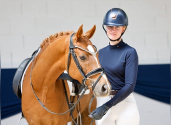 Duitse rijpony, Ruin, 7 Jaar, 151 cm, Vos