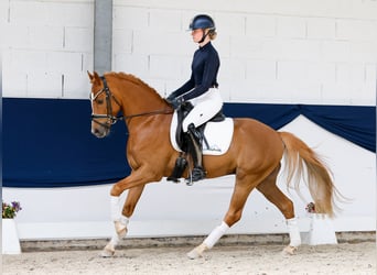 Duitse rijpony, Ruin, 7 Jaar, 151 cm, Vos