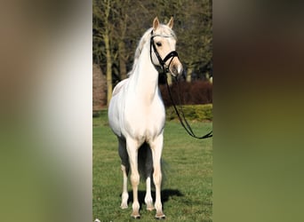 Duitse rijpony, Ruin, 7 Jaar, 152 cm, Palomino