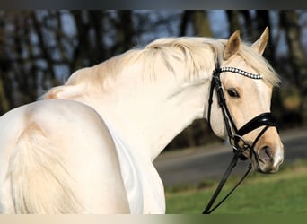 Duitse rijpony, Ruin, 7 Jaar, 152 cm, Palomino