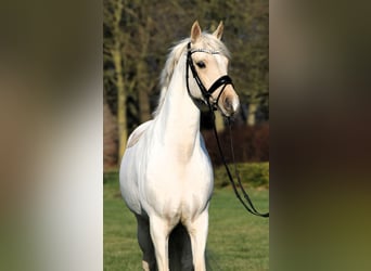 Duitse rijpony, Ruin, 7 Jaar, 152 cm, Palomino