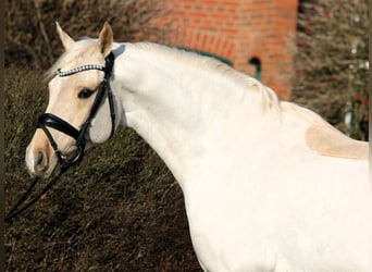 Duitse rijpony, Ruin, 7 Jaar, 152 cm, Palomino