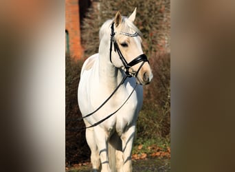 Duitse rijpony, Ruin, 7 Jaar, 152 cm, Palomino