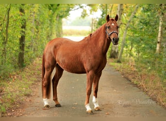 Duitse rijpony, Ruin, 7 Jaar, 152 cm, Vos