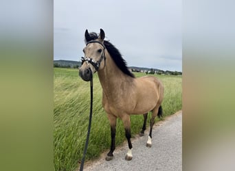 Duitse rijpony, Ruin, 7 Jaar, 153 cm, Buckskin