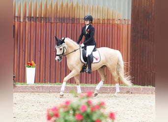 Duitse rijpony, Ruin, 7 Jaar, 153 cm, Palomino