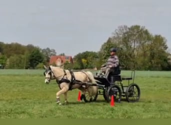 Duitse rijpony, Ruin, 7 Jaar, 153 cm, Palomino