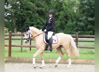 Duitse rijpony, Ruin, 7 Jaar, 153 cm, Palomino