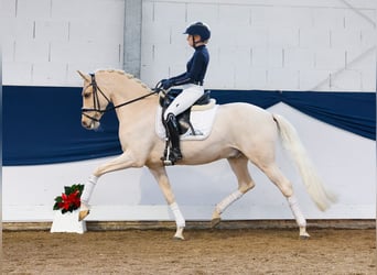 Duitse rijpony, Ruin, 7 Jaar, 153 cm, Palomino