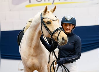 Duitse rijpony, Ruin, 7 Jaar, 153 cm, Palomino