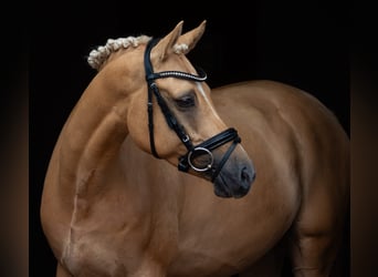 Duitse rijpony, Ruin, 7 Jaar, 153 cm, Palomino