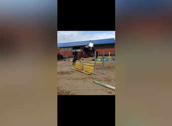 Duitse rijpony, Ruin, 7 Jaar, Bruin