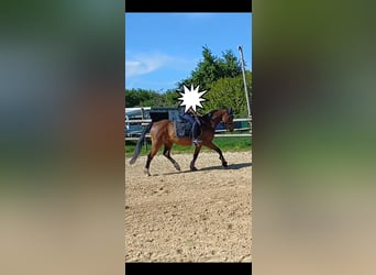 Duitse rijpony, Ruin, 7 Jaar, Bruin