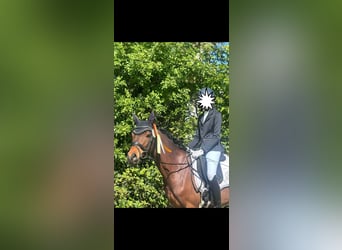 Duitse rijpony, Ruin, 7 Jaar, Bruin