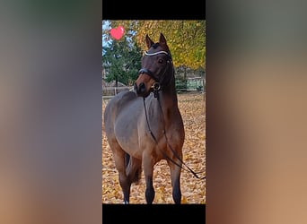 Duitse rijpony, Ruin, 7 Jaar, Bruin