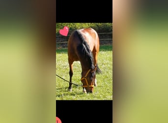 Duitse rijpony, Ruin, 7 Jaar, Bruin