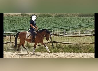 Duitse rijpony, Ruin, 7 Jaar, Bruin