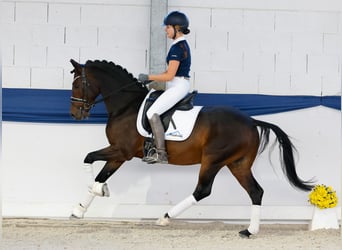 Duitse rijpony, Ruin, 7 Jaar, Donkerbruin