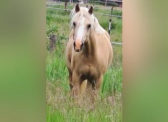 Duitse rijpony, Ruin, 7 Jaar, Palomino