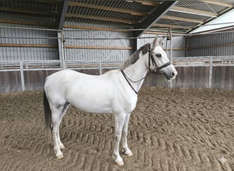 Duitse rijpony, Ruin, 8 Jaar, 138 cm, Appelschimmel