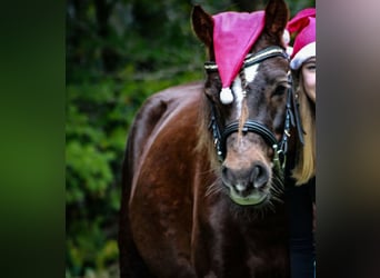 Duitse rijpony, Ruin, 8 Jaar, 138 cm, Donkere-vos