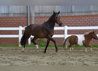 Duitse rijpony, Ruin, 8 Jaar, 140 cm, Donkerbruin
