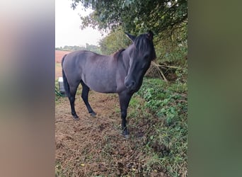 Duitse rijpony Mix, Ruin, 8 Jaar, 140 cm, Grullo