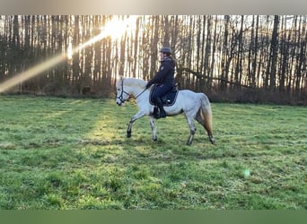 Duitse rijpony, Ruin, 8 Jaar, 141 cm, Schimmel