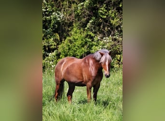 Duitse rijpony, Ruin, 8 Jaar, 143 cm, Donkere-vos