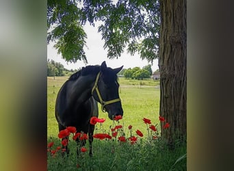 Duitse rijpony, Ruin, 8 Jaar, 144 cm, Zwart