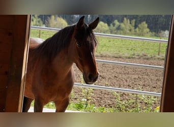 Duitse rijpony Mix, Ruin, 8 Jaar, 145 cm, Bruin