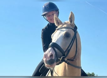 Duitse rijpony, Ruin, 8 Jaar, 145 cm, Palomino