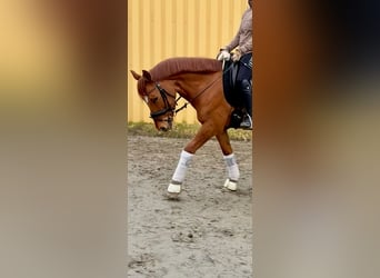 Duitse rijpony, Ruin, 8 Jaar, 145 cm, Red Dun