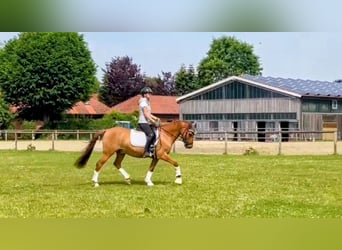 Duitse rijpony, Ruin, 8 Jaar, 145 cm, Red Dun