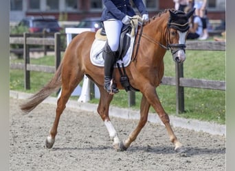 Duitse rijpony, Ruin, 8 Jaar, 145 cm, Vos