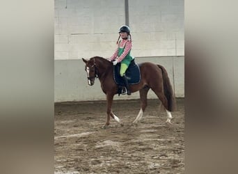 Duitse rijpony, Ruin, 8 Jaar, 145 cm, Vos