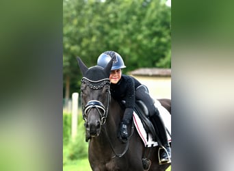 Duitse rijpony, Ruin, 8 Jaar, 145 cm, Zwart