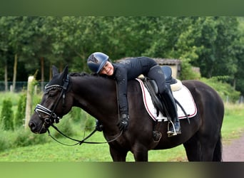 Duitse rijpony, Ruin, 8 Jaar, 145 cm, Zwart