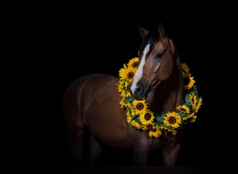 Duitse rijpony, Ruin, 8 Jaar, 146 cm, Bruin