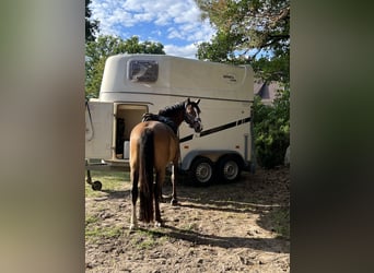 Duitse rijpony, Ruin, 8 Jaar, 146 cm, Bruin