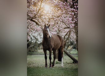 Duitse rijpony, Ruin, 8 Jaar, 146 cm, Bruin