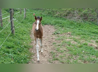 Duitse rijpony, Ruin, 8 Jaar, 146 cm, Bruin