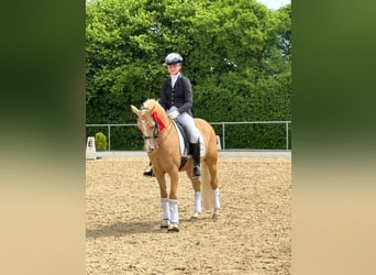 Duitse rijpony, Ruin, 8 Jaar, 146 cm, Palomino