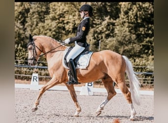 Duitse rijpony, Ruin, 8 Jaar, 146 cm, Palomino