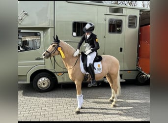 Duitse rijpony, Ruin, 8 Jaar, 146 cm, Palomino