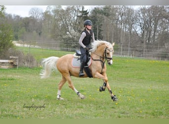 Duitse rijpony, Ruin, 8 Jaar, 146 cm, Palomino