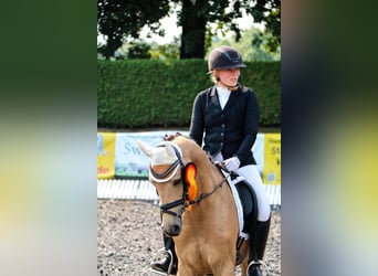 Duitse rijpony, Ruin, 8 Jaar, 147 cm, Buckskin