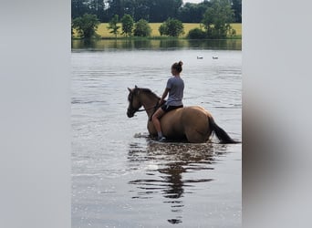 Duitse rijpony, Ruin, 8 Jaar, 147 cm, Buckskin